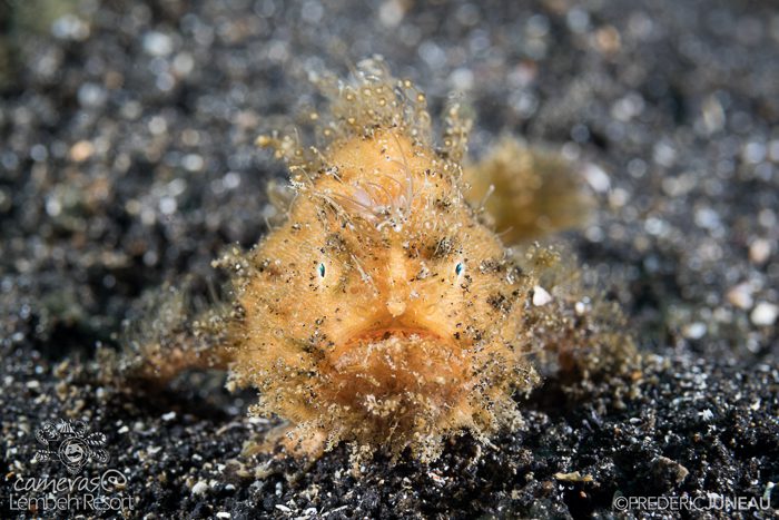 Macro Underwater Photography