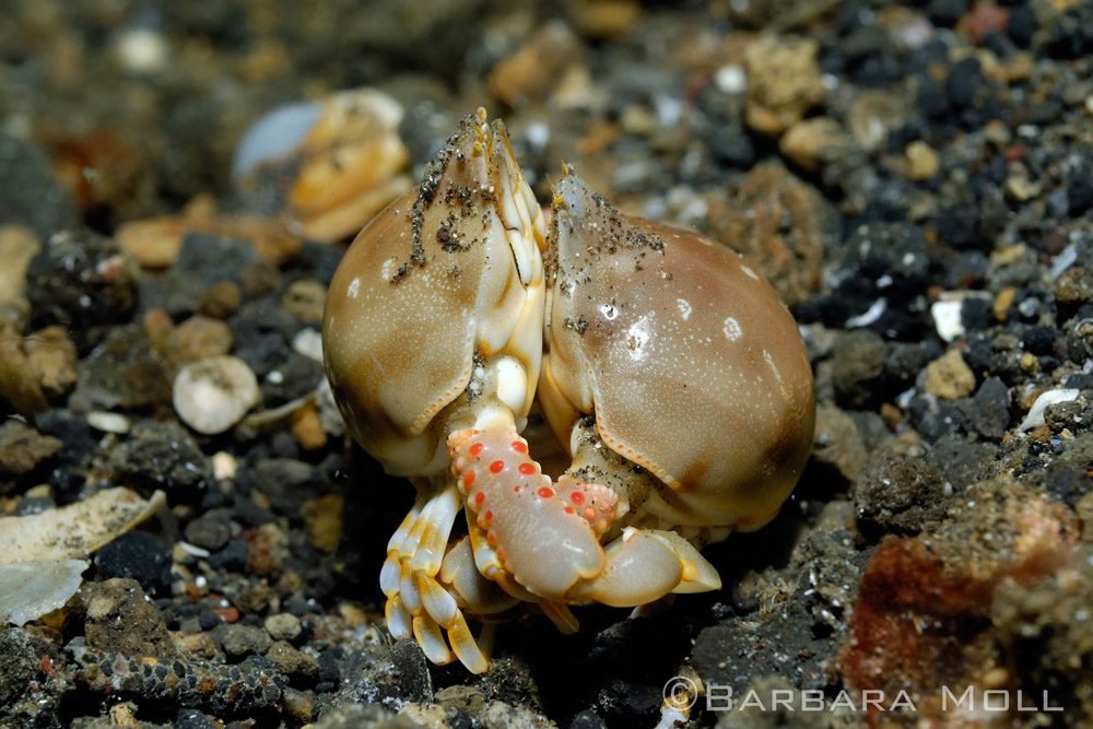 Great Critter Behavior Lembeh Resort Dive Resort & Spa in Lembeh