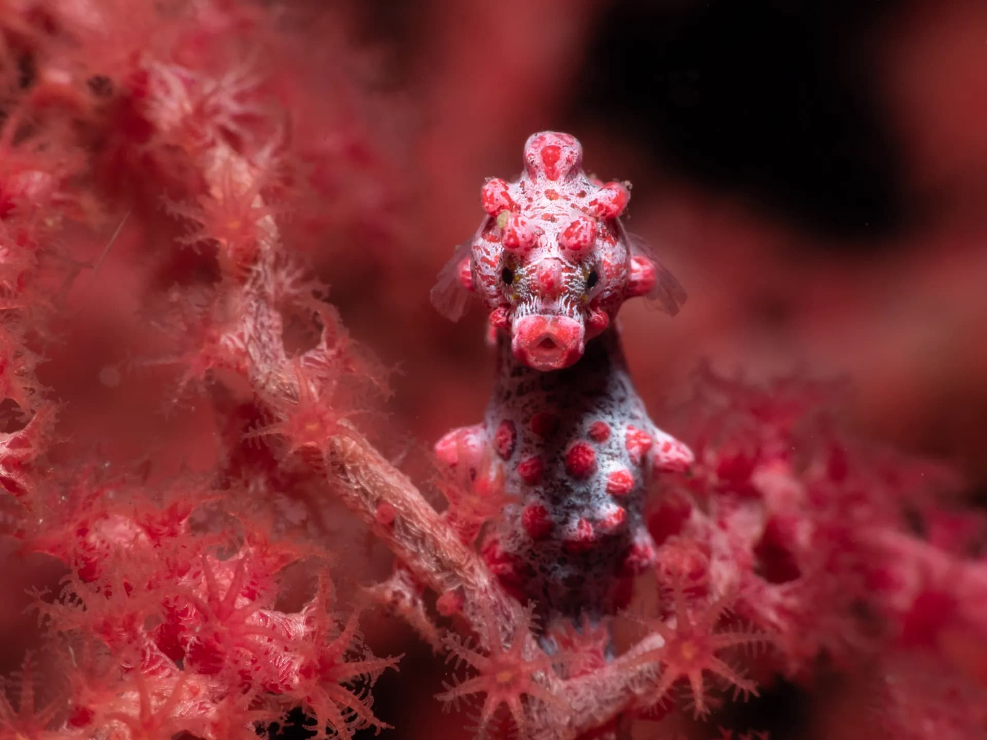 pygmy-seahorse-james-emery
