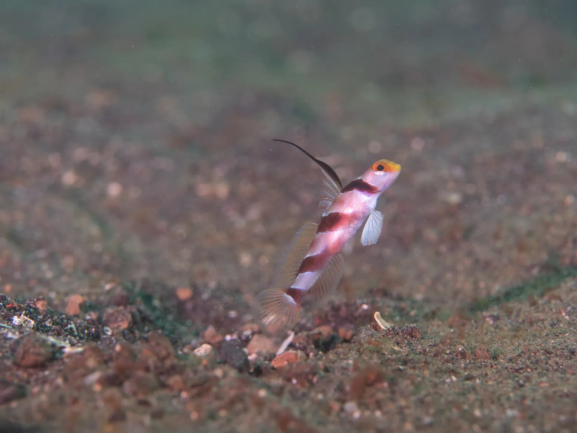 Stonogobiops nematodes