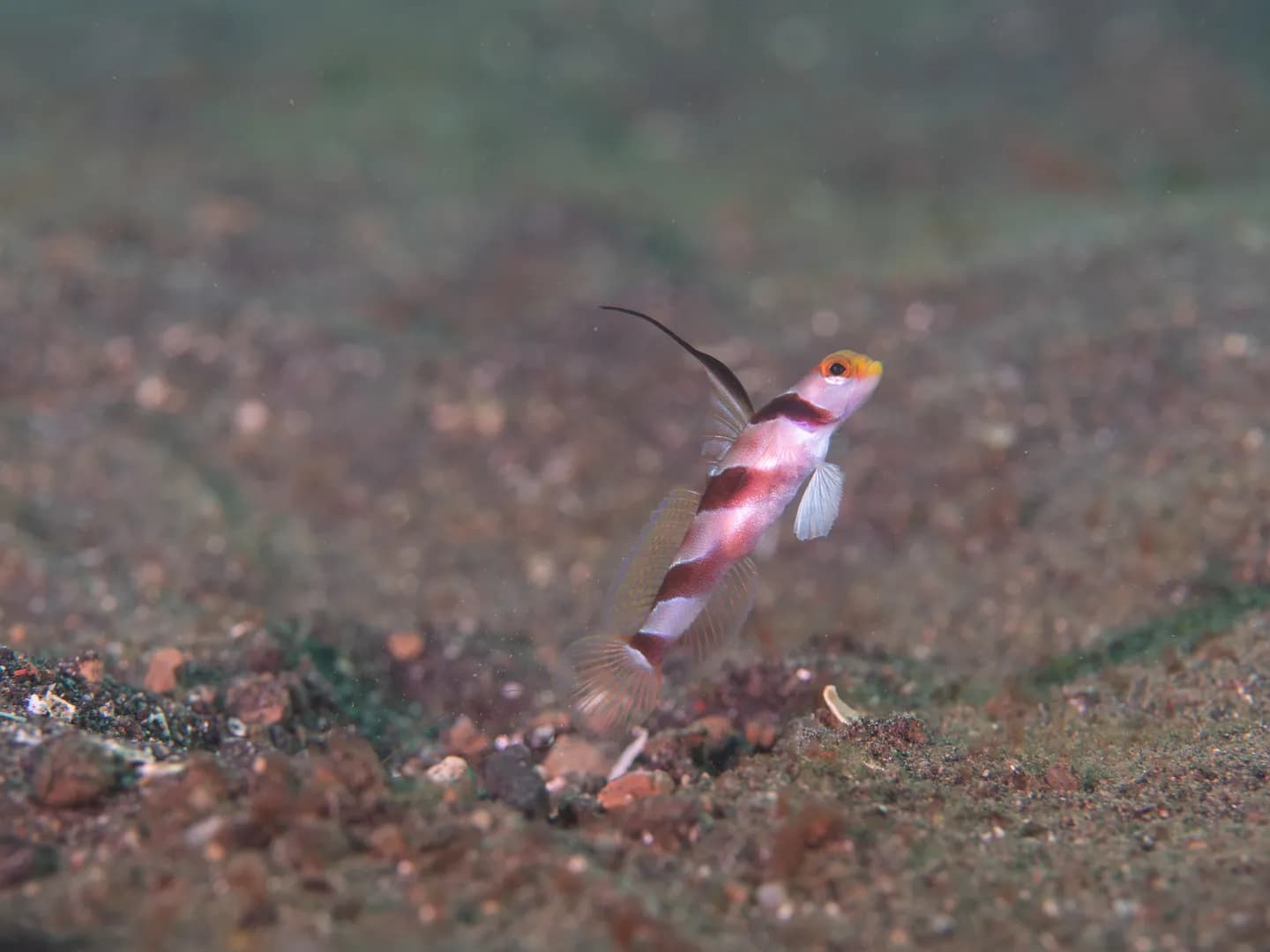 Stonogobiops nematodes