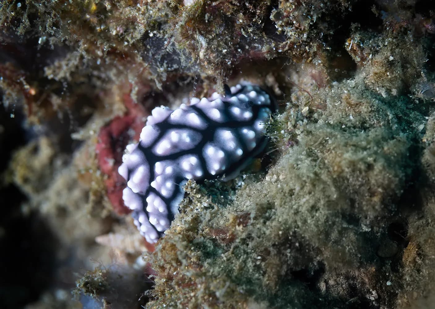 Phyllidia pustulosa