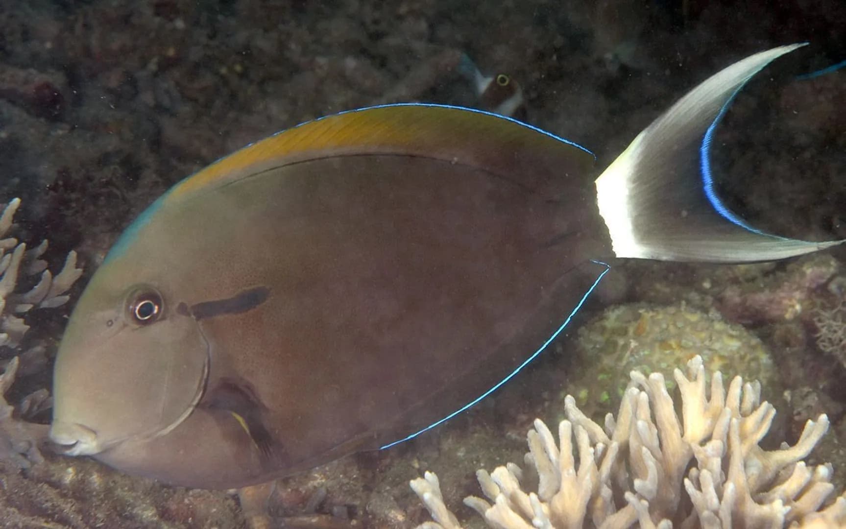 Acanthurus nigricauda