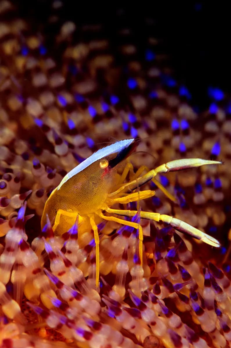 Allopontonia iaini shrimp