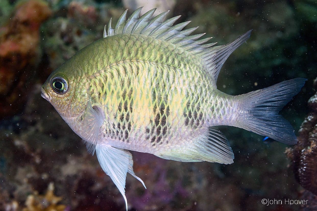 copyright Lembeh Resort