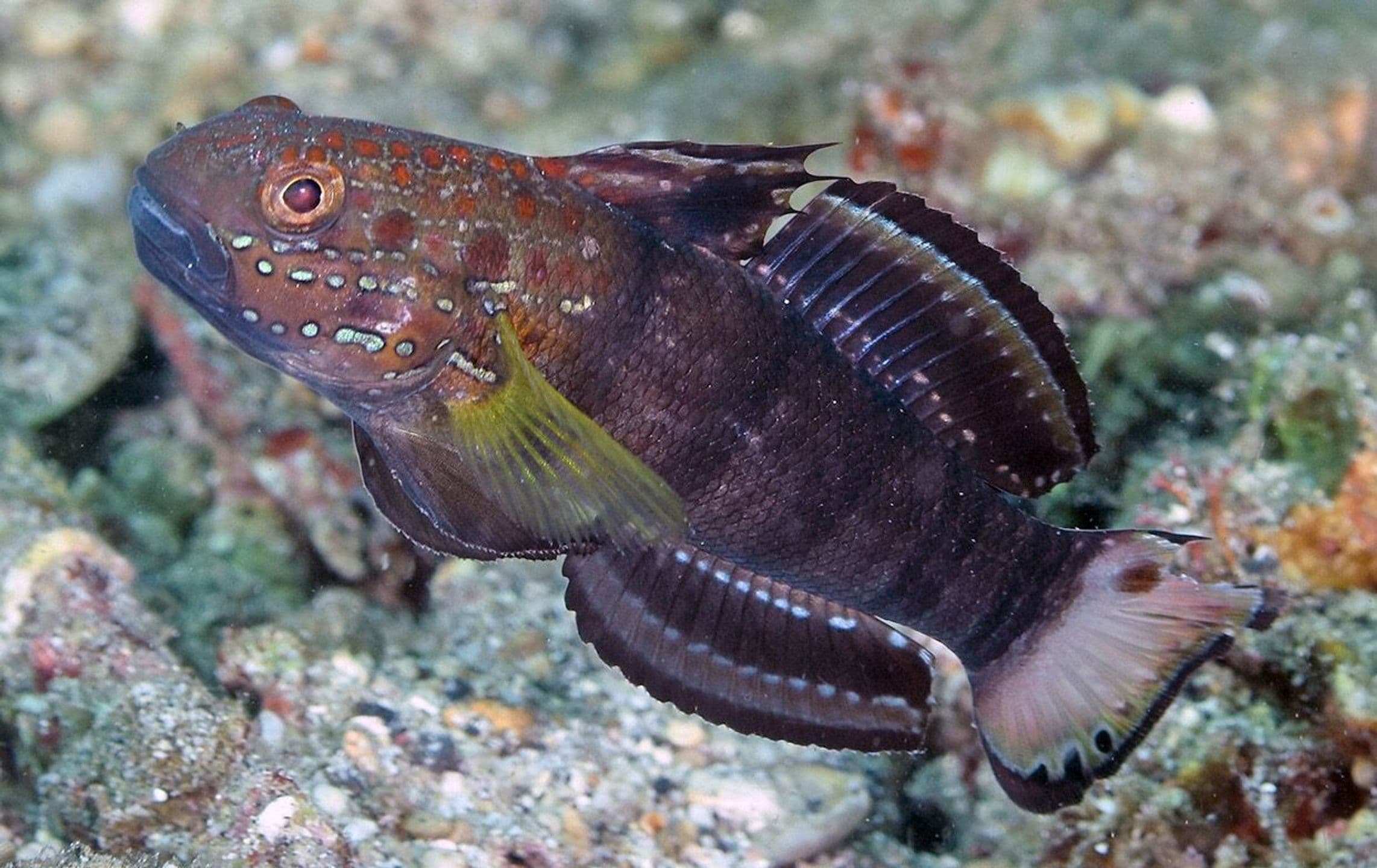 copyright Lembeh Resort