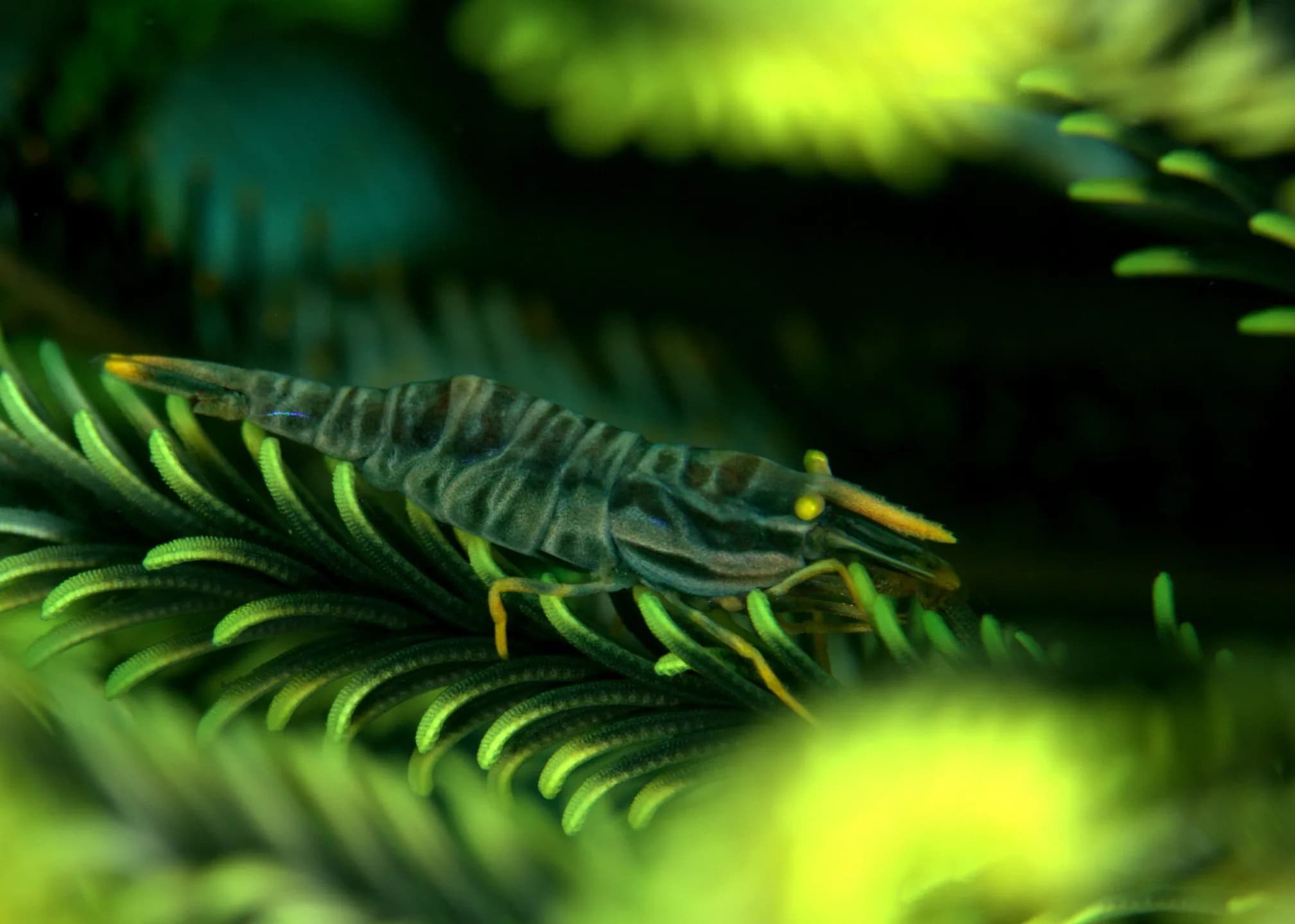 Laomenes amboinensis