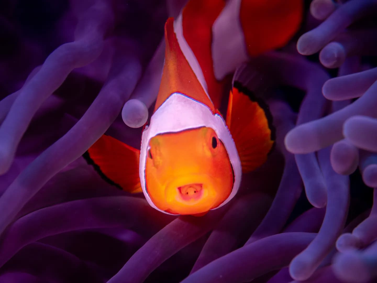 Amphiprion percula