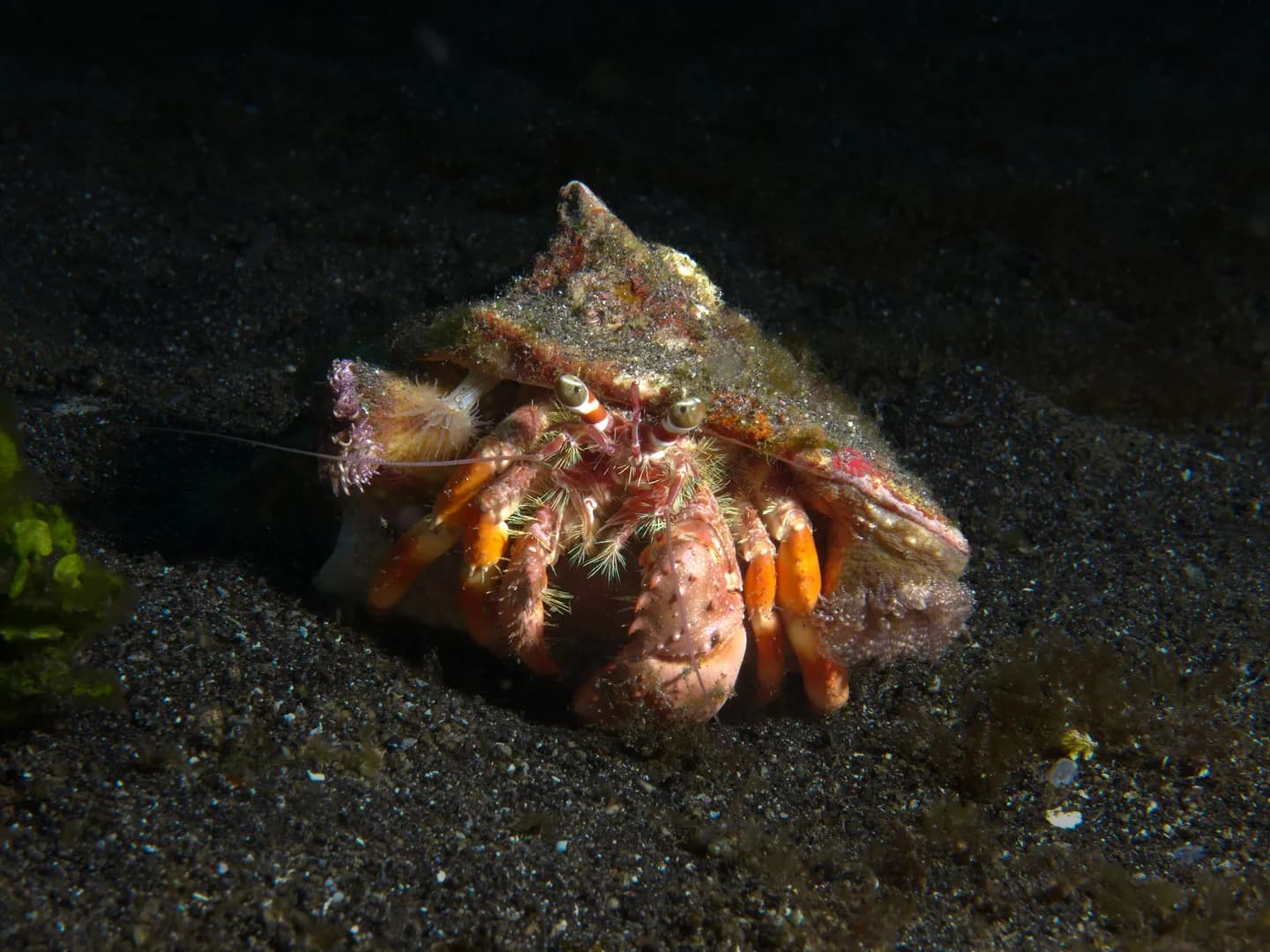 Dardanus pedunculatus