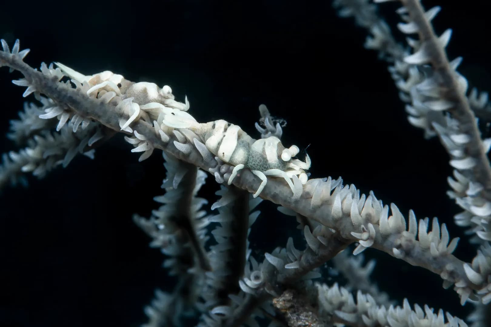 Anker Whip Coral Shrimp