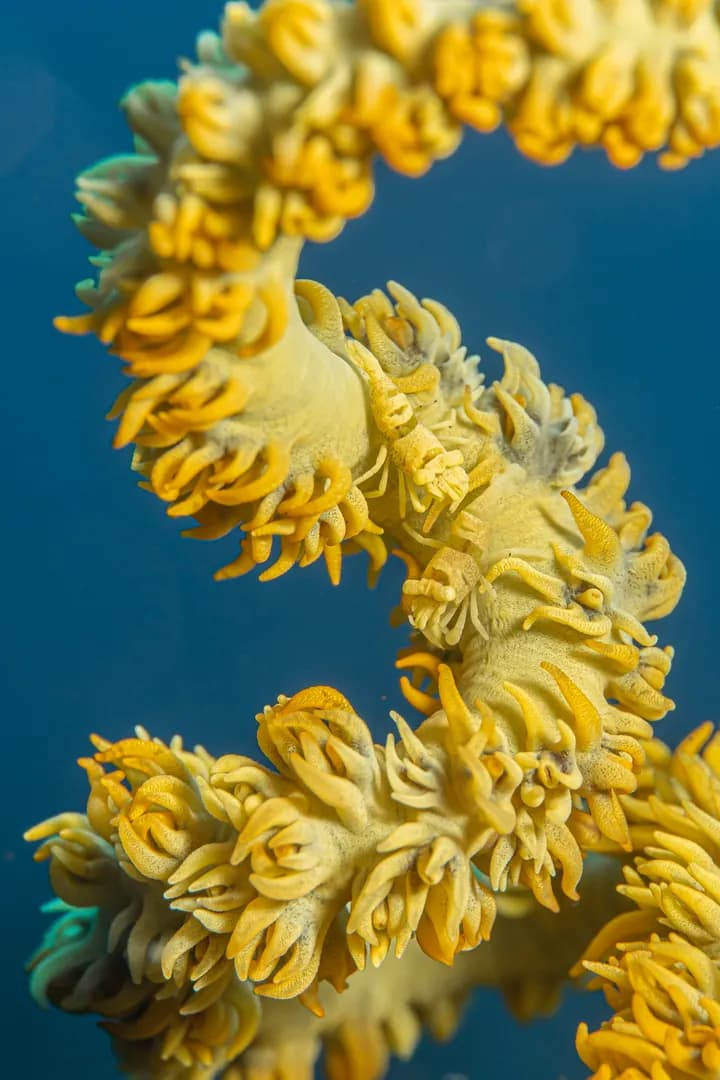 Anker Whip Coral Shrimp