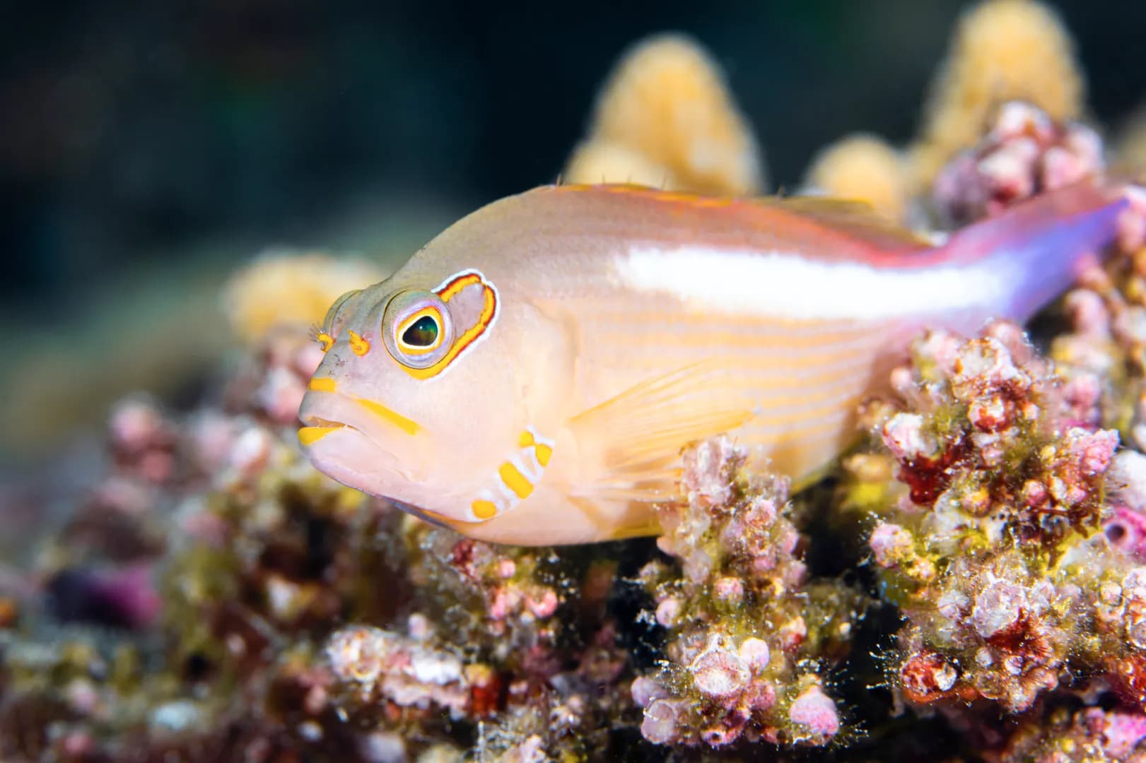 Arc-Eye Hawkfish