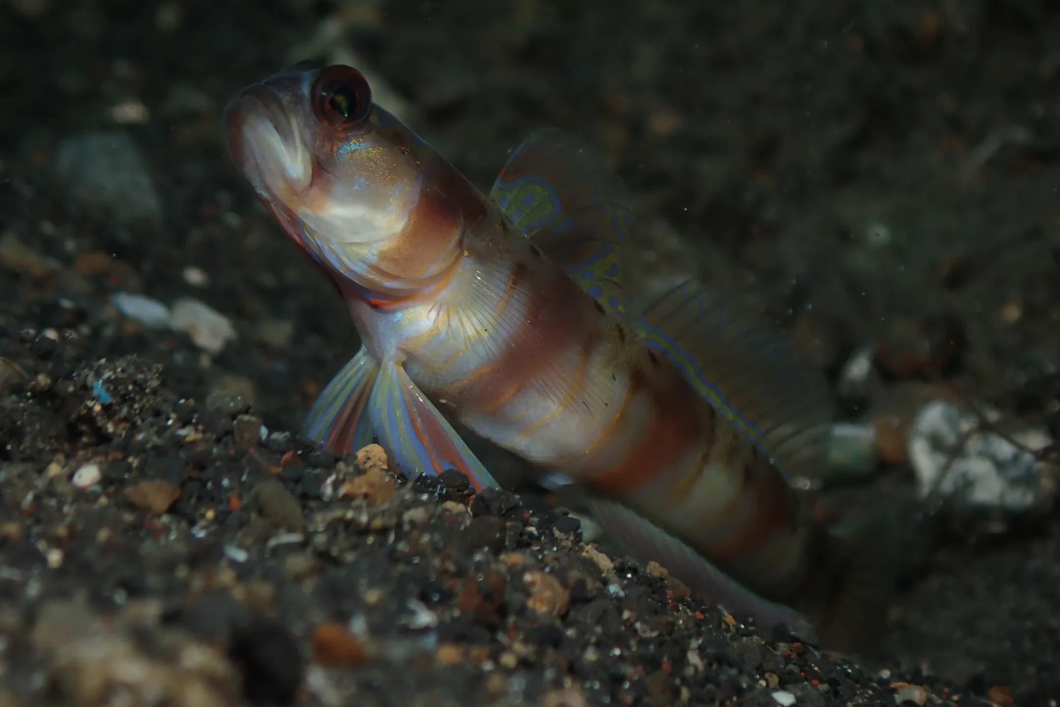 Amblyeleotris arcupinna