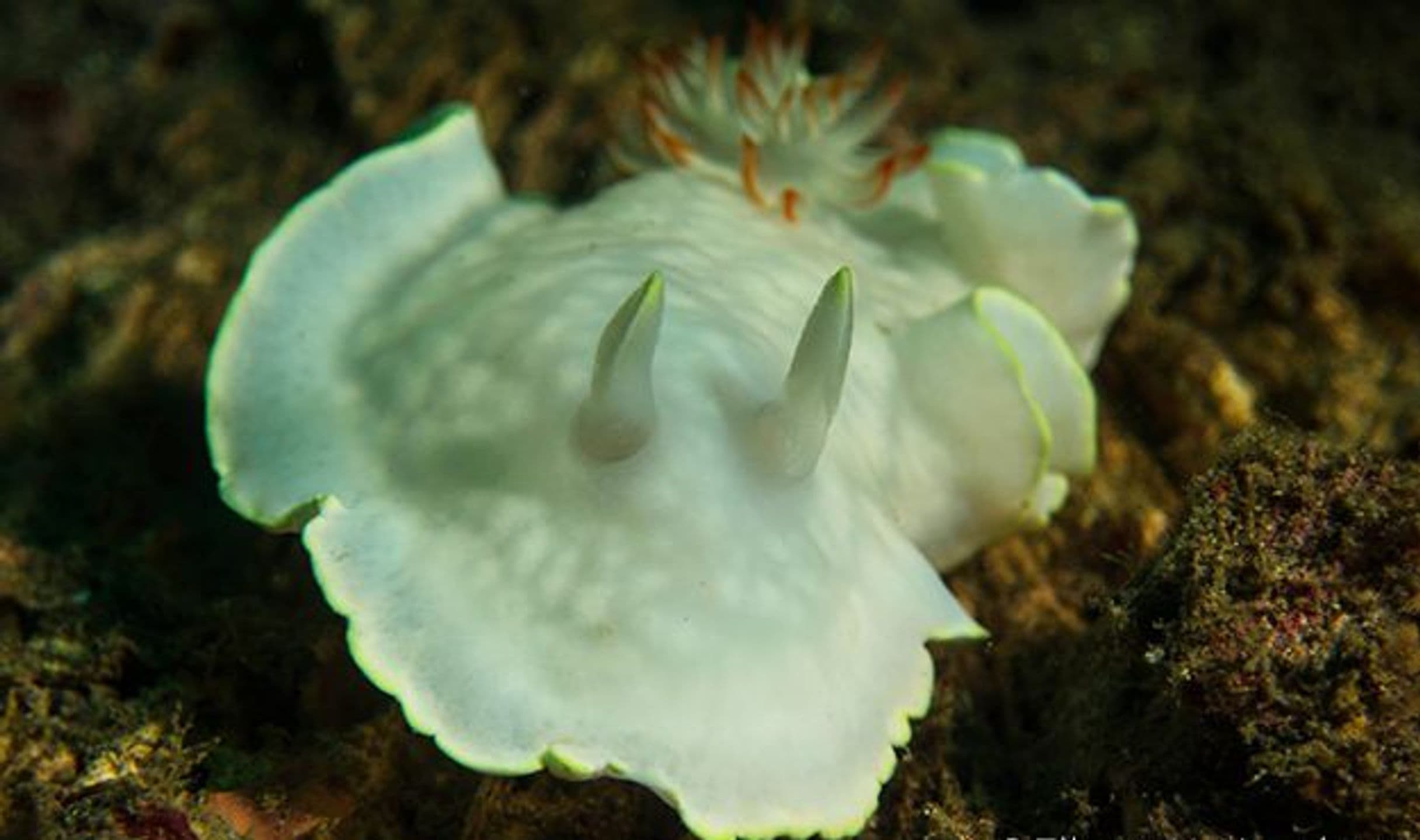 Ardeadoris undaurum