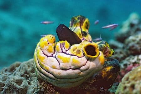 copyright Lembeh Resort