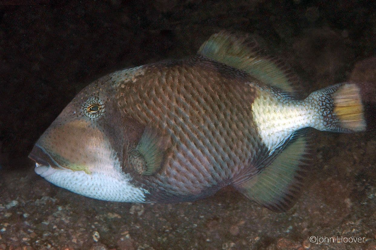 copyright Lembeh Resort