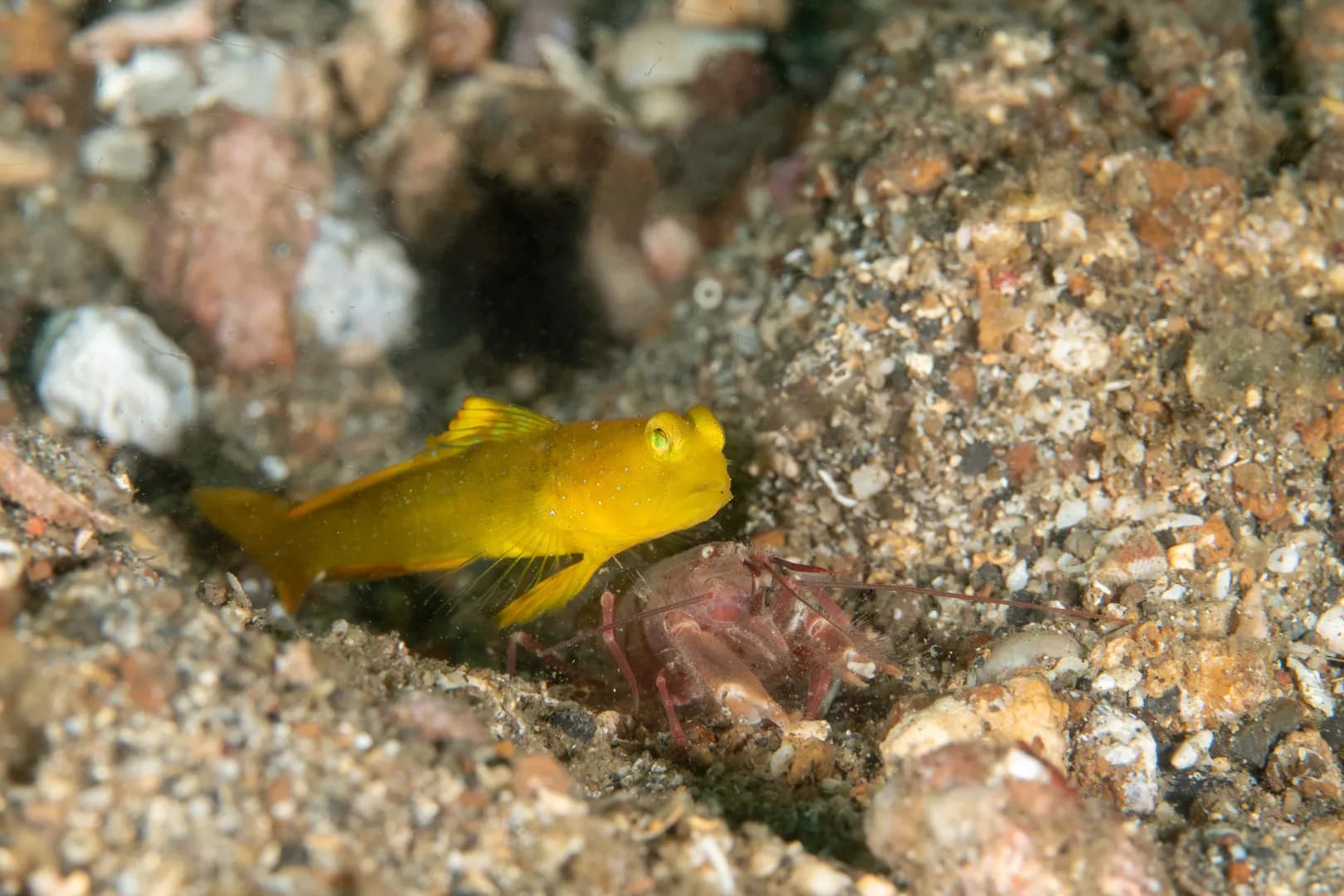 Cryptocentrus cinctus