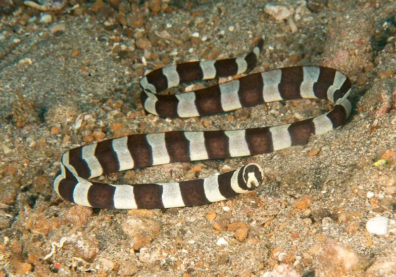 Myrichthys colubrinus