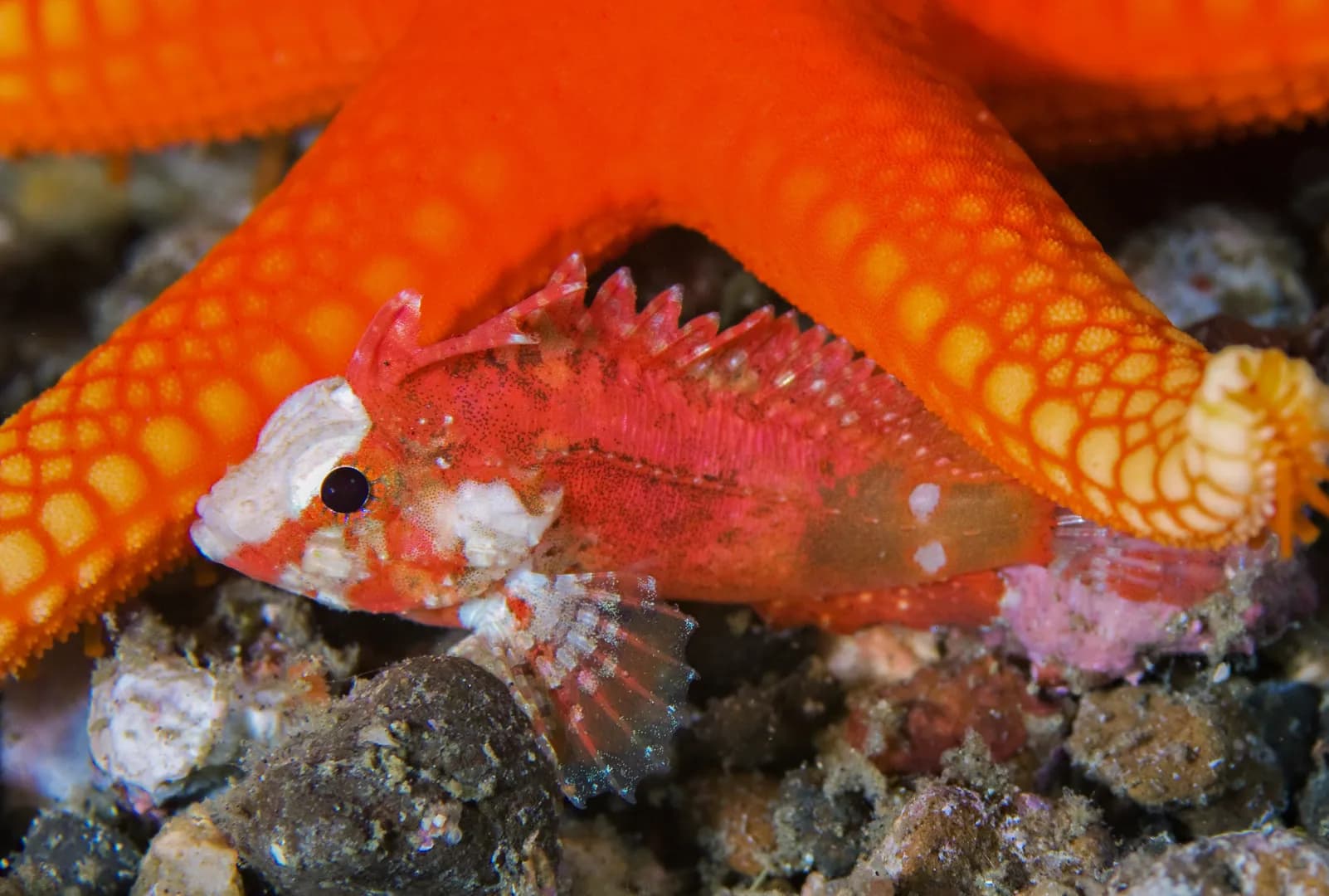 Paracentropogon zonatus