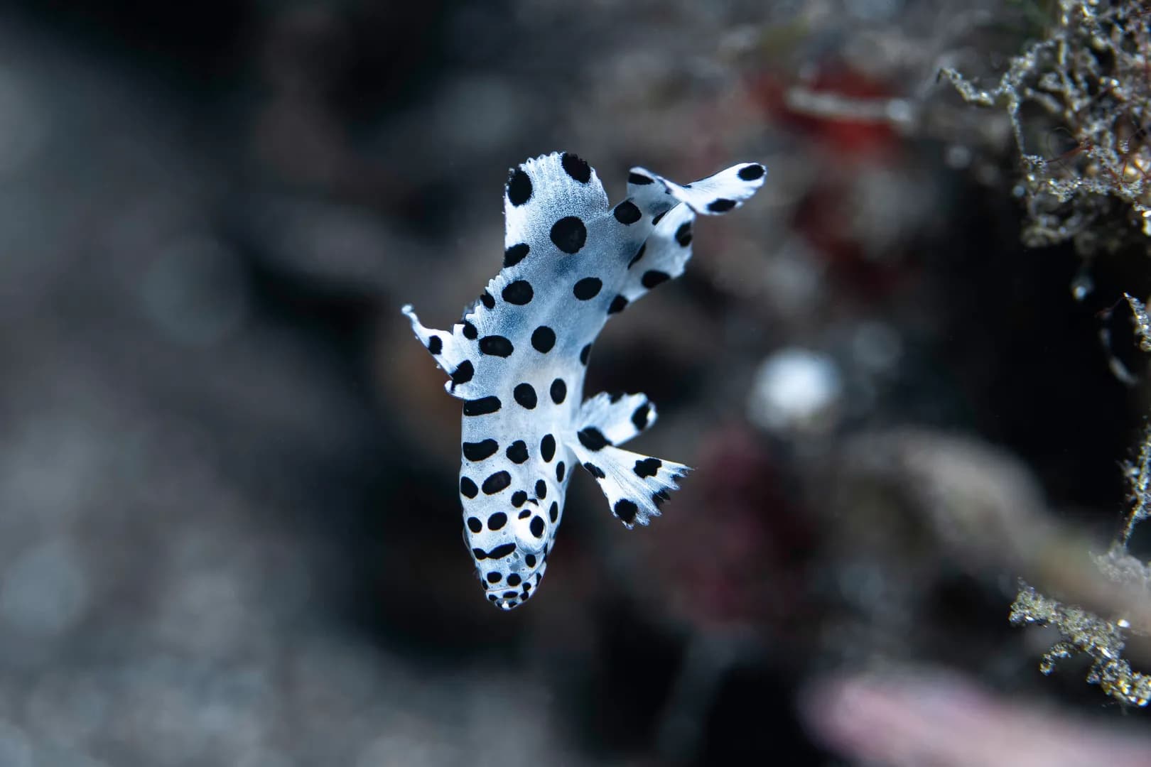 Cromileptes altivelis