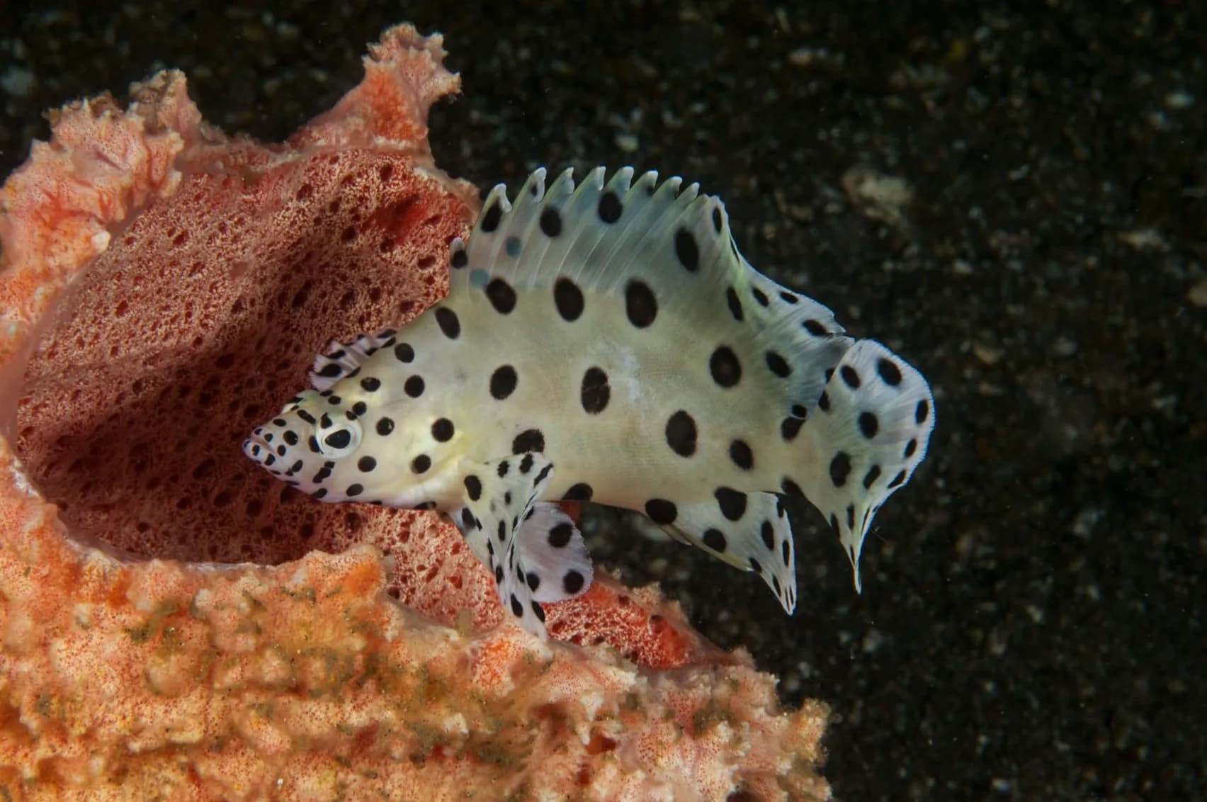 Cromileptes Altivelis