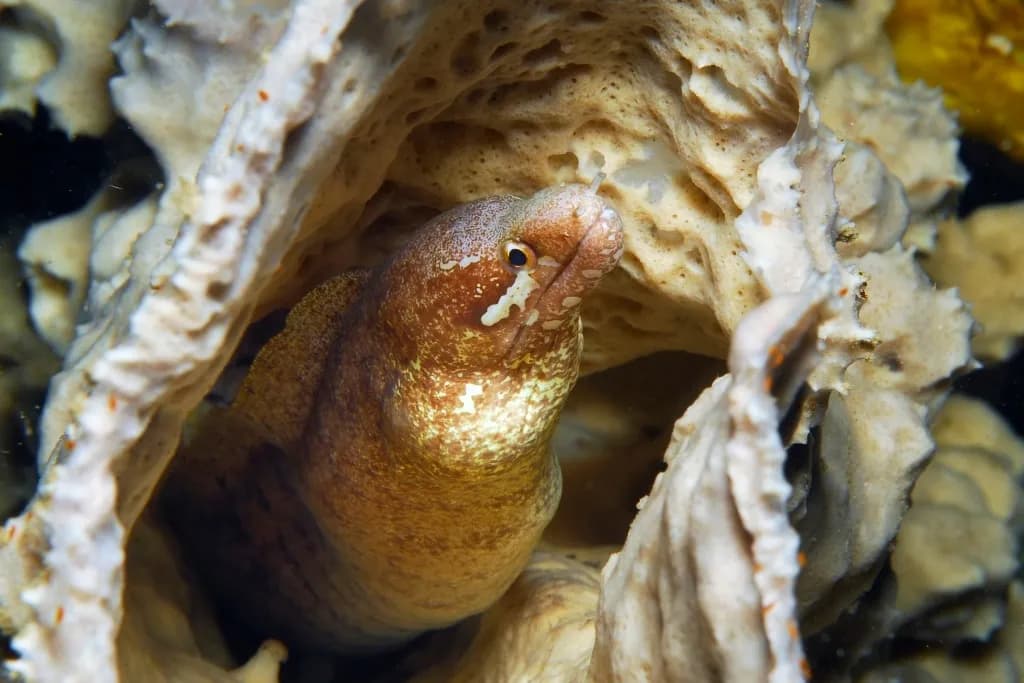 Gymnothorax zonipectis