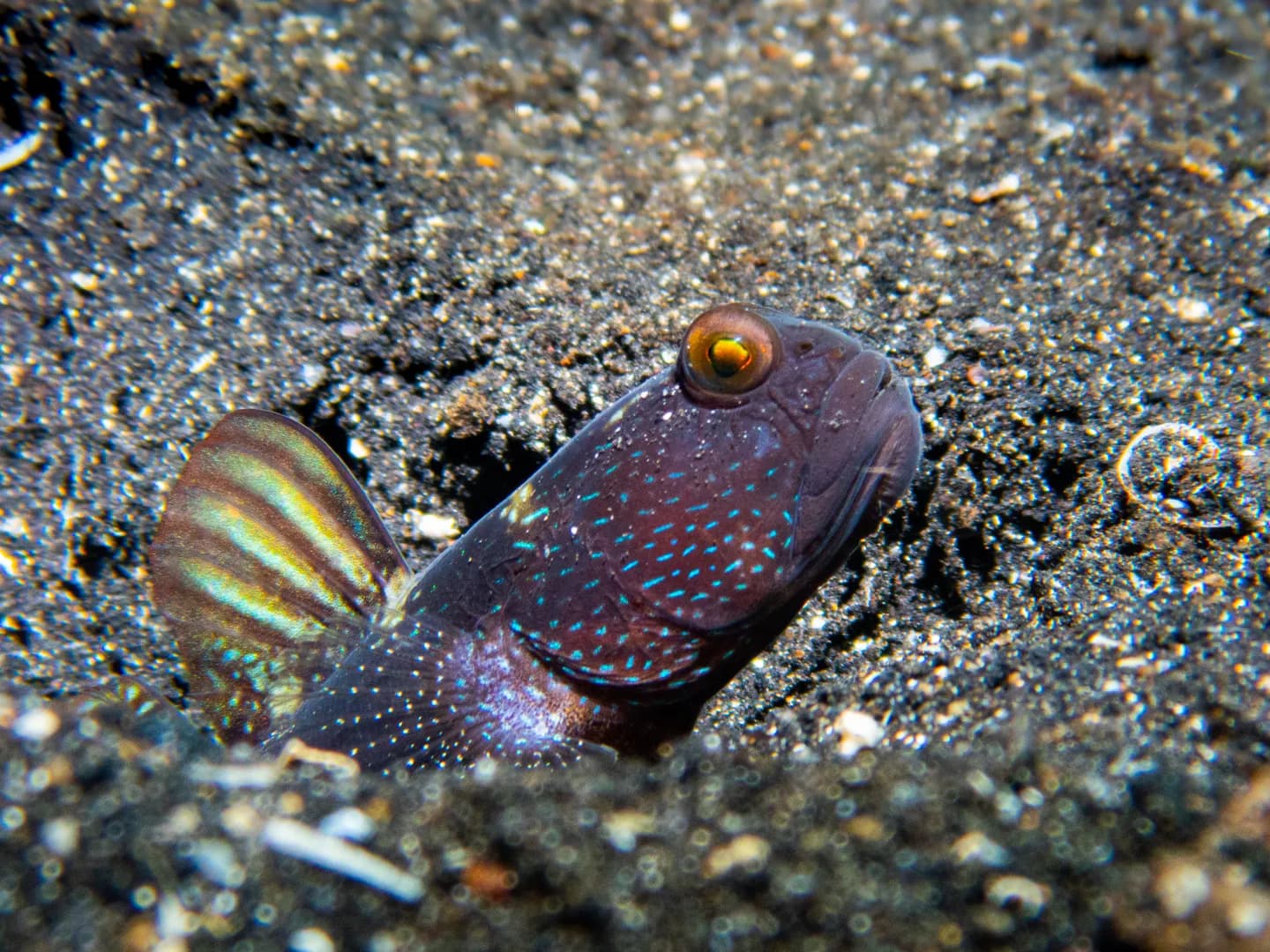 Cryptocentrus fasciatus