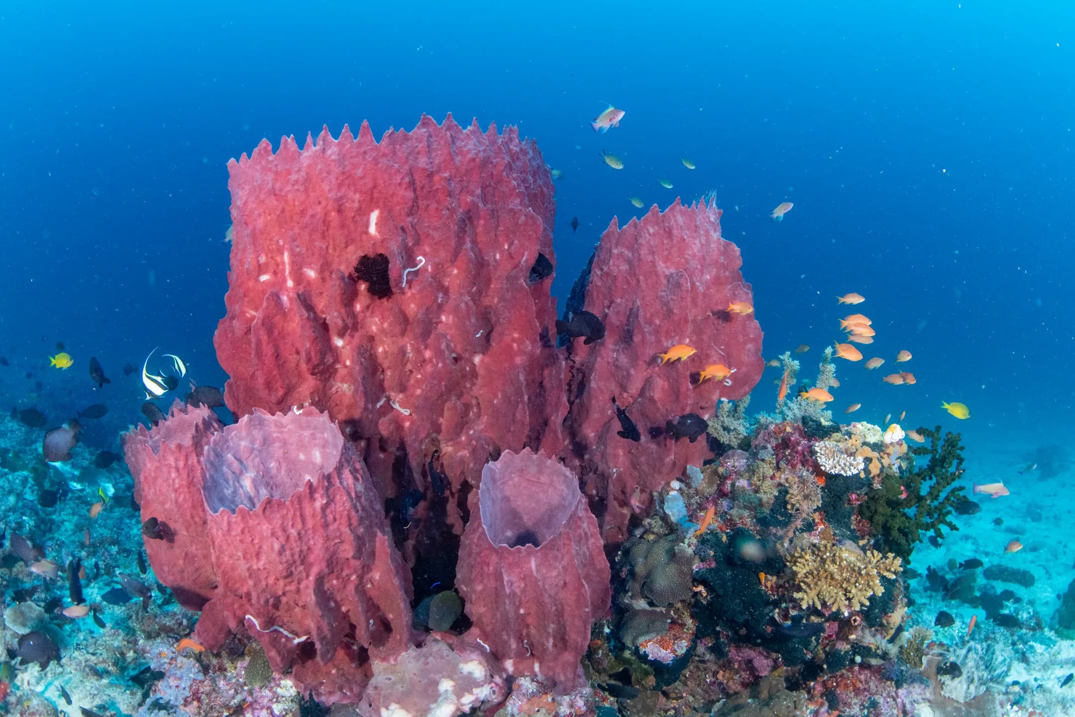 Xestospongia testudinaria