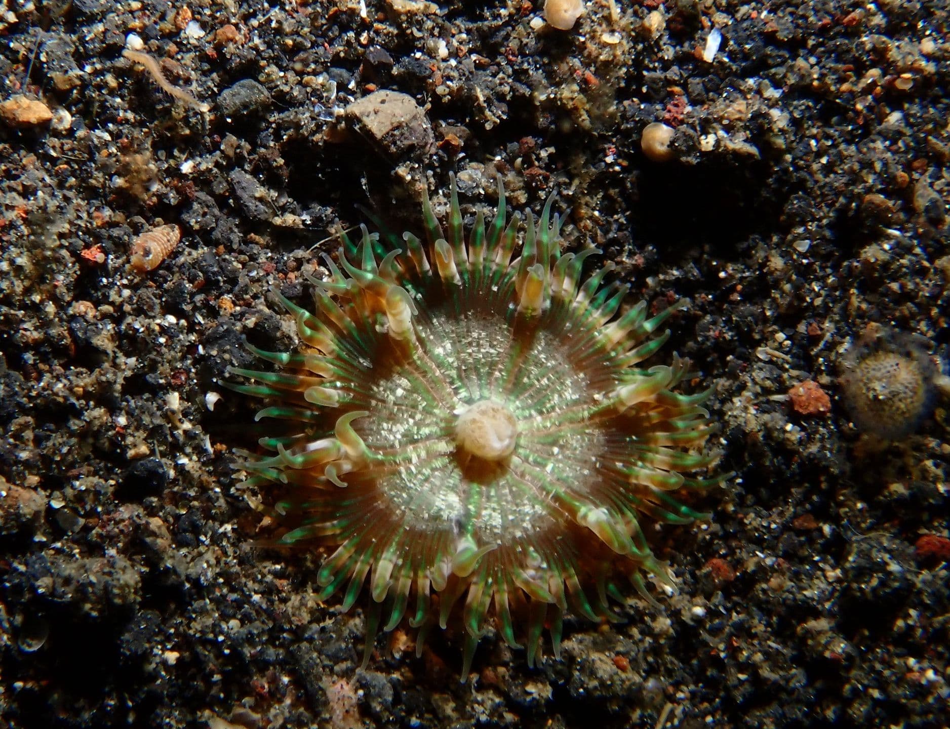 Heteractis aurora