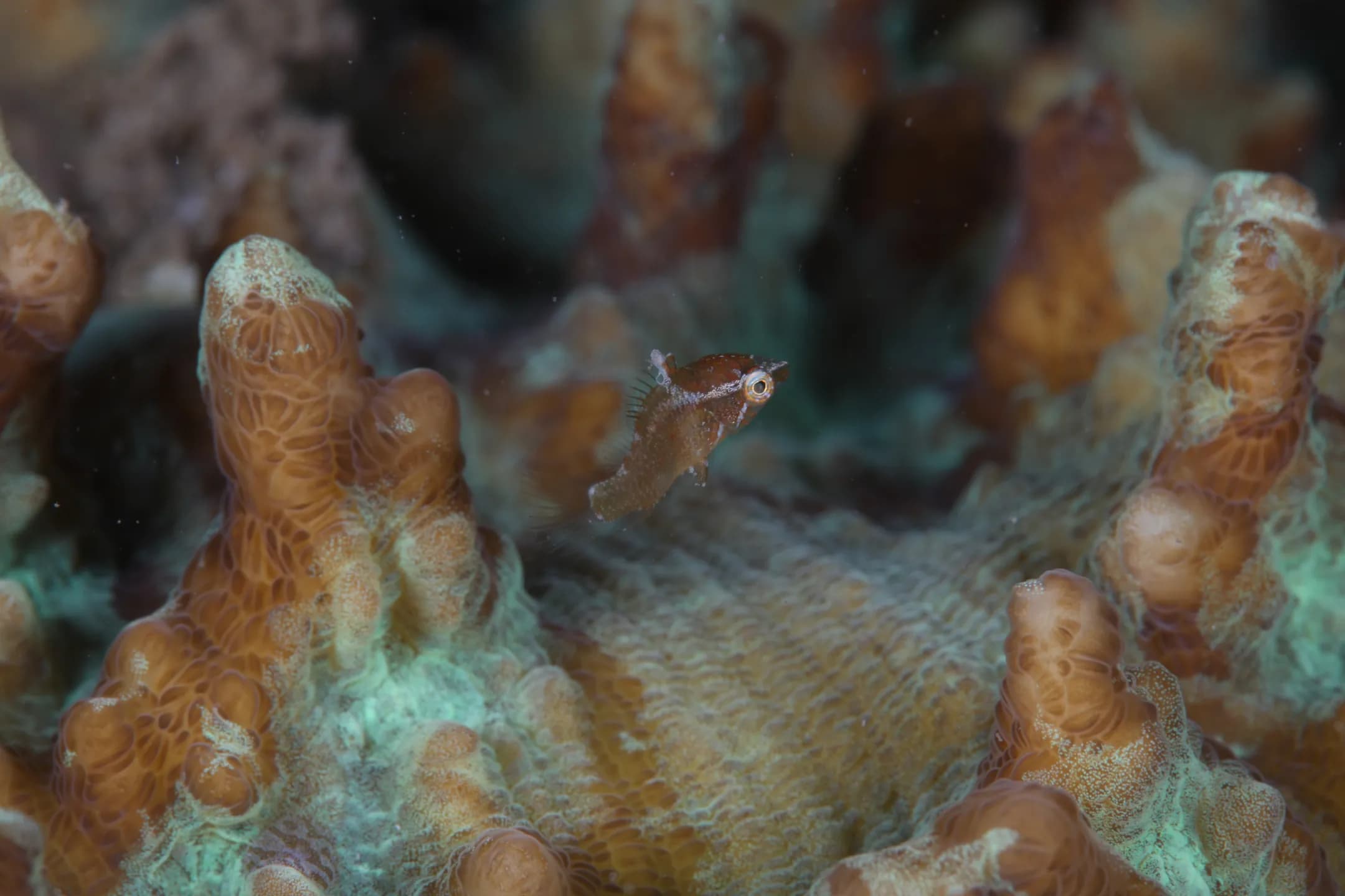 Macropharyngodon negrosensis