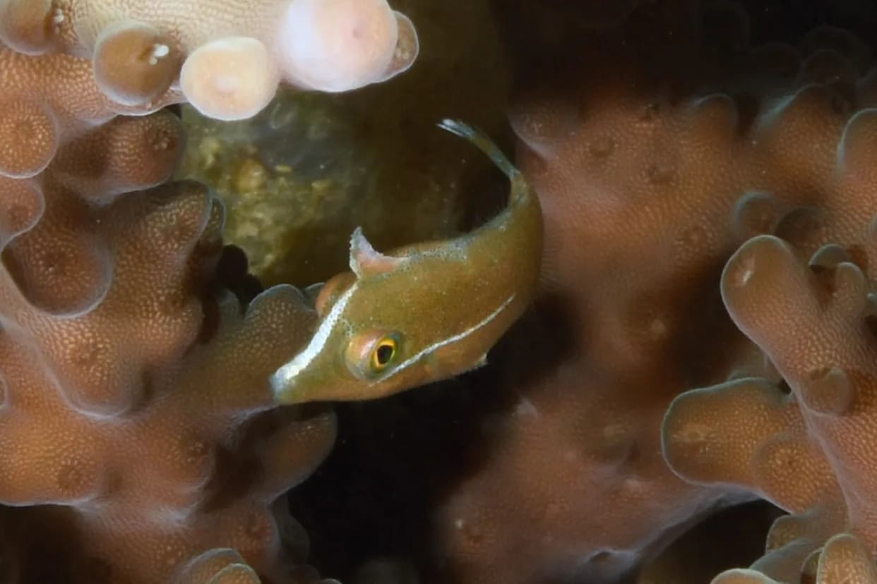 Pervagor nigrolineatus