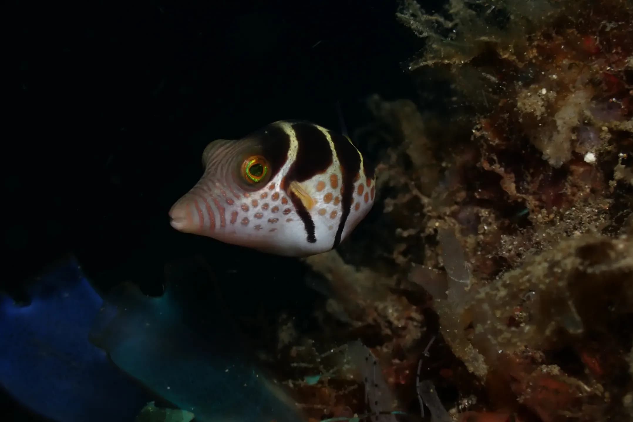 Canthigaster valentini