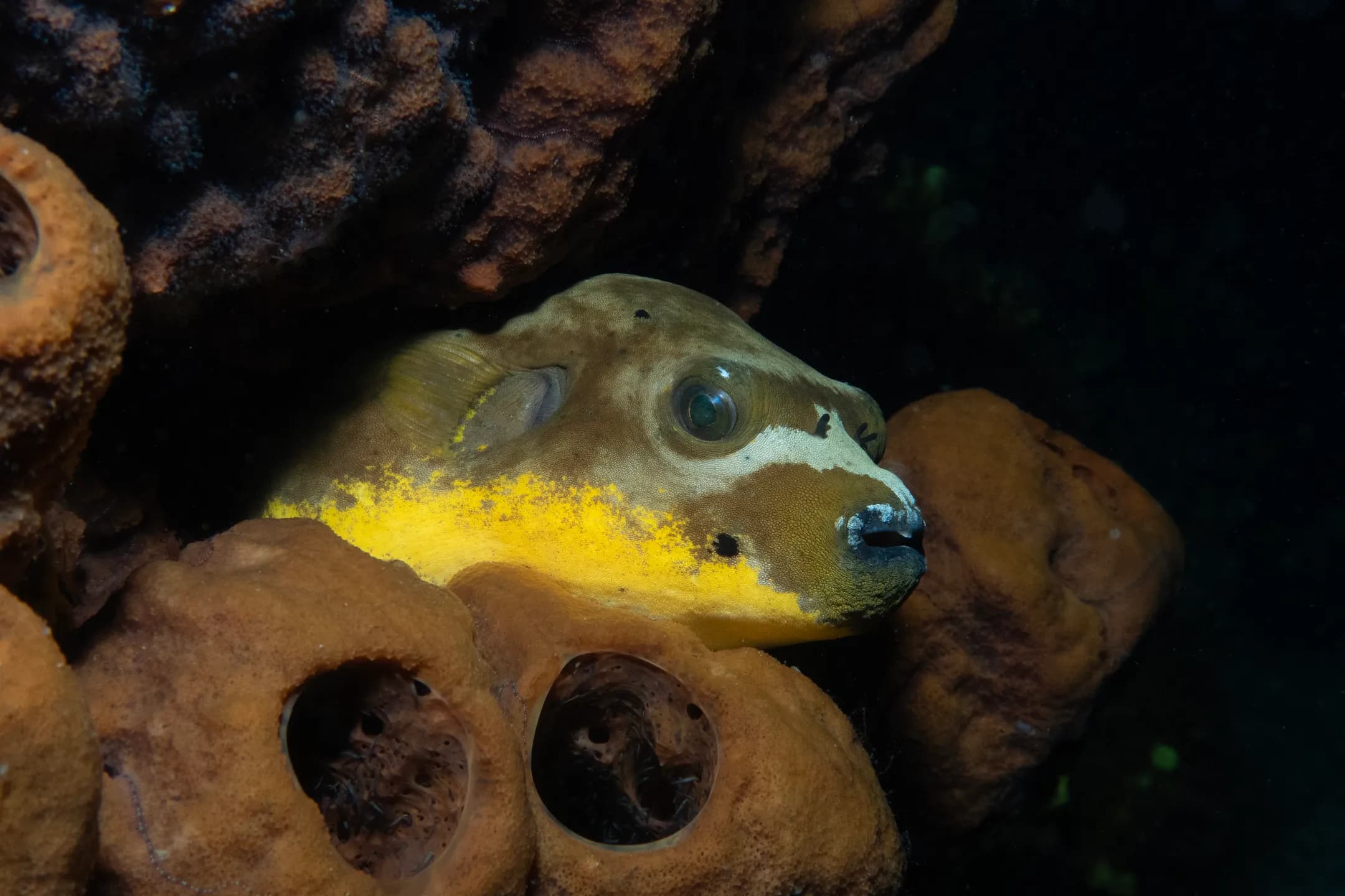 Arothron nigropunctatus