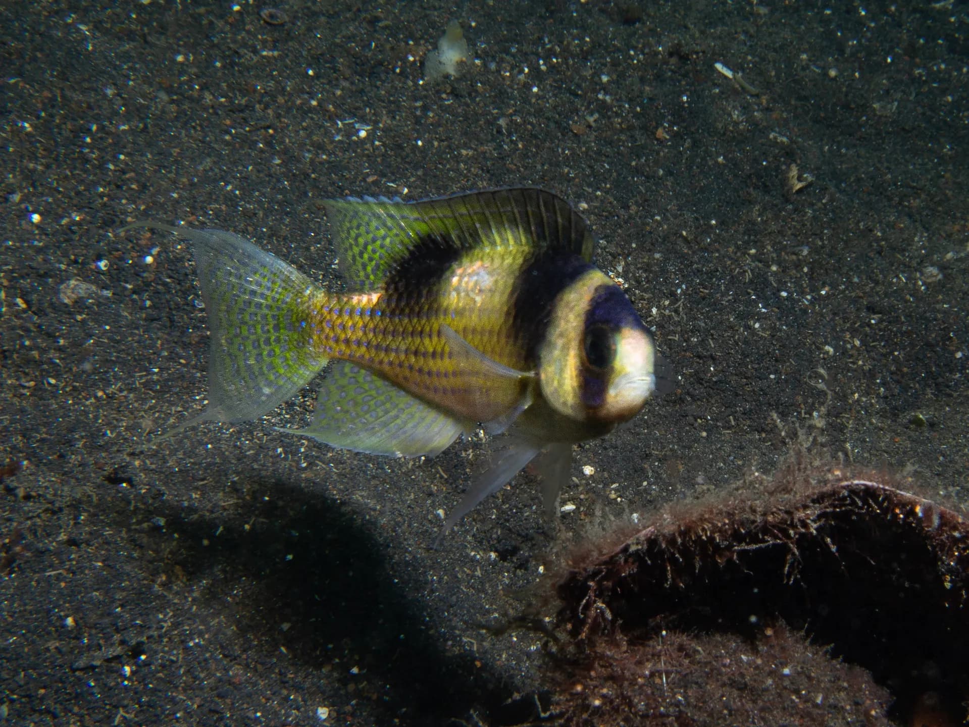 Amblypomacentrus breviceps