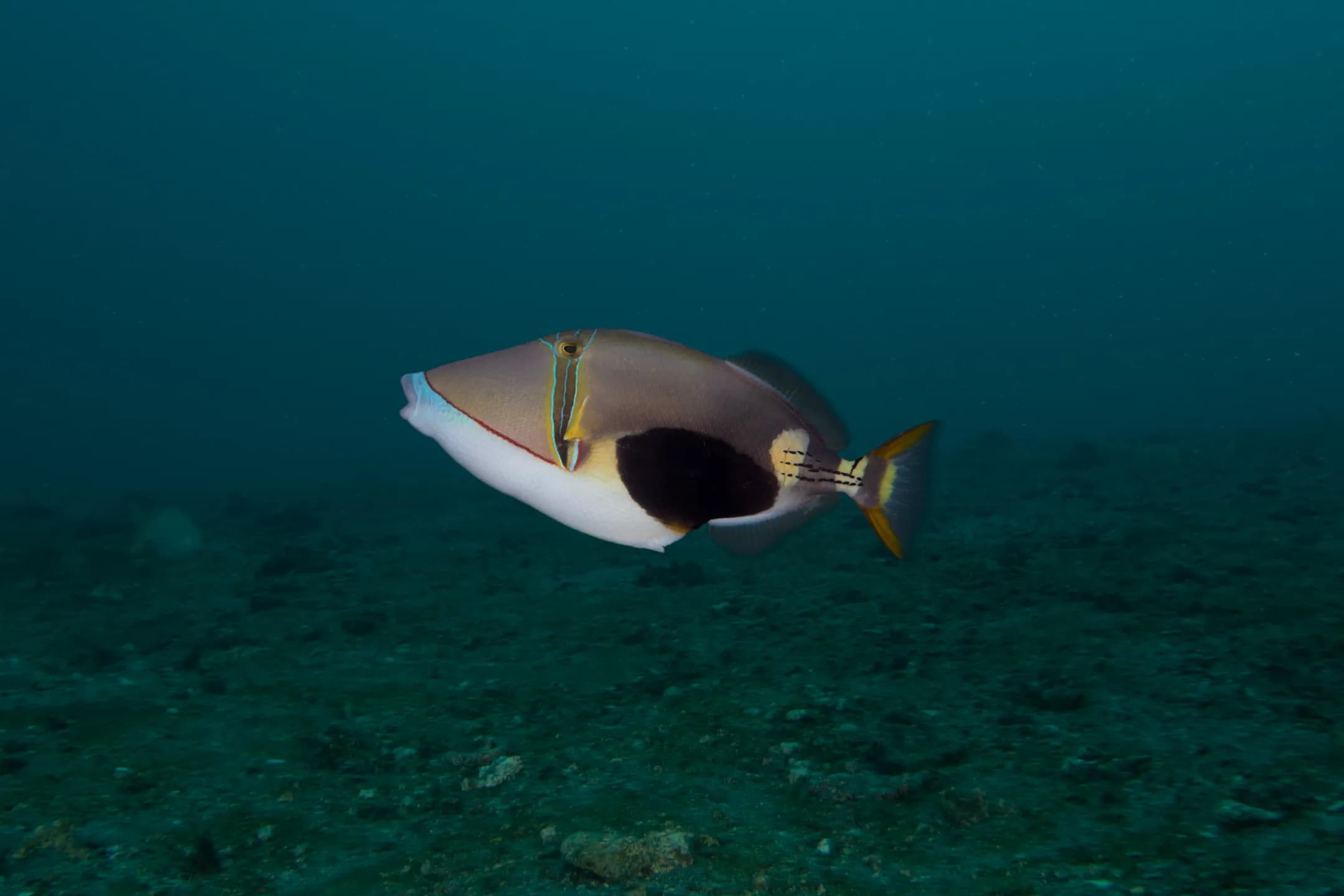 Rhinecanthus verrucosus