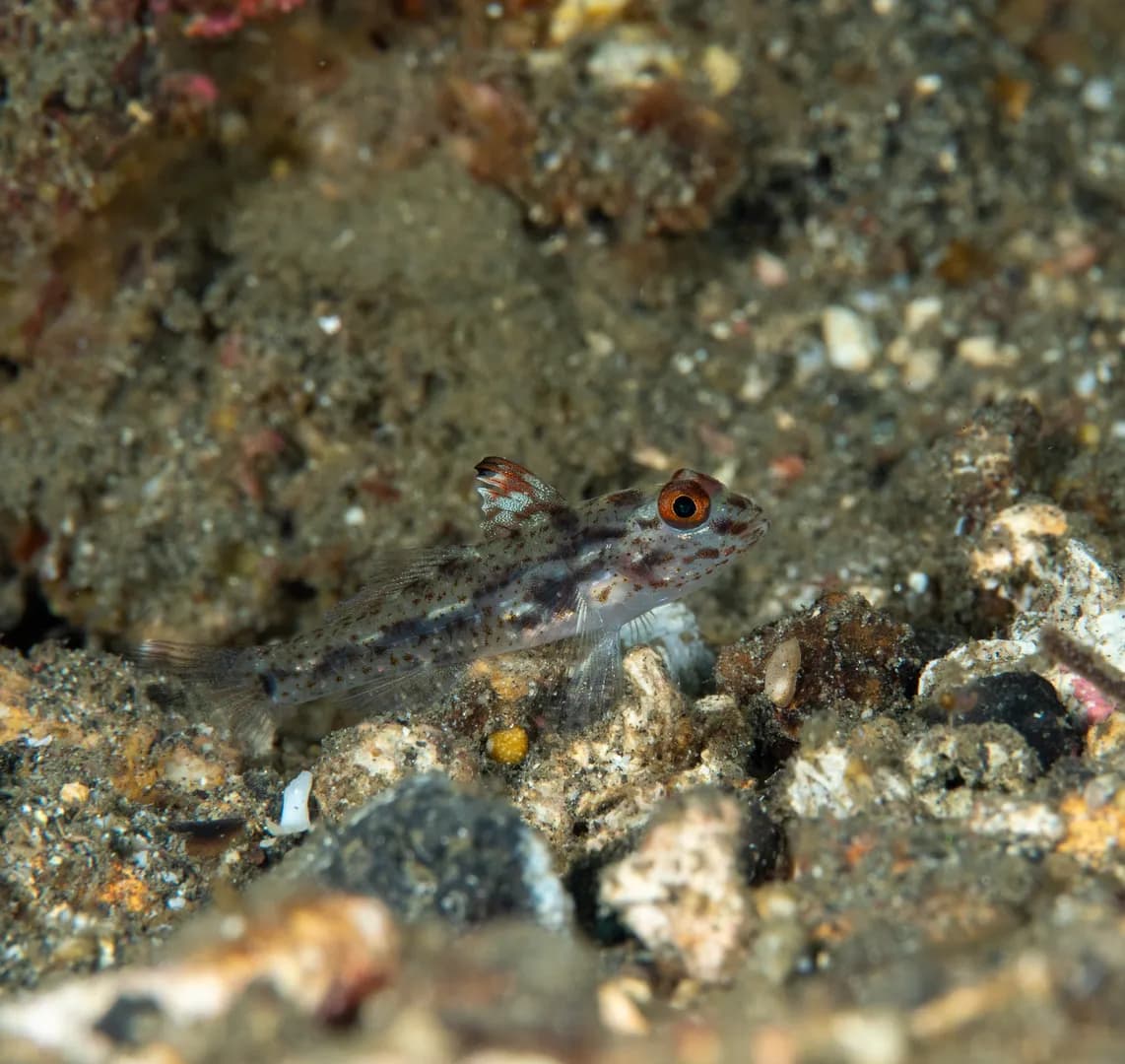 Fusigobius inframaculatus