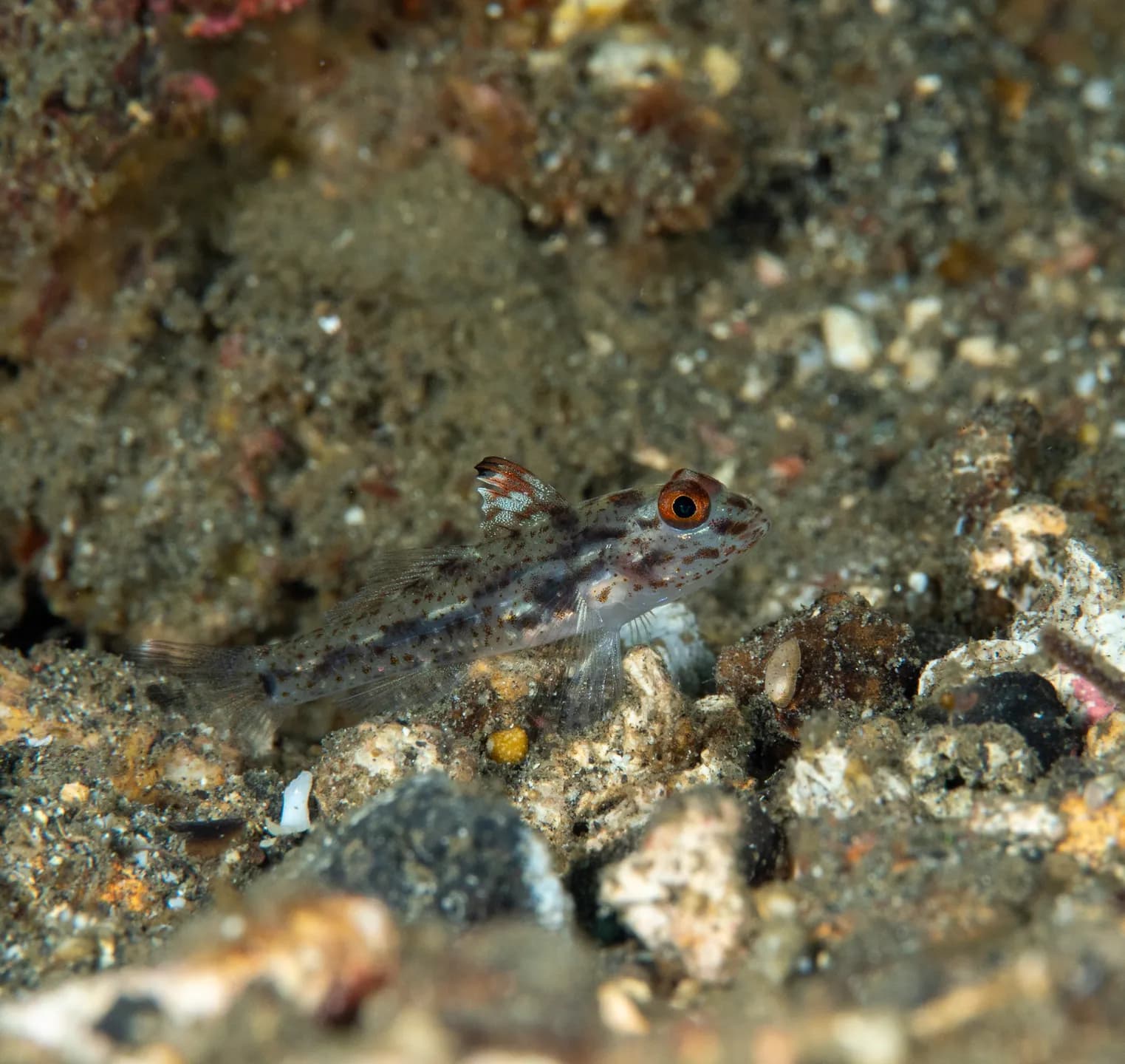 Fusigobius inframaculatus