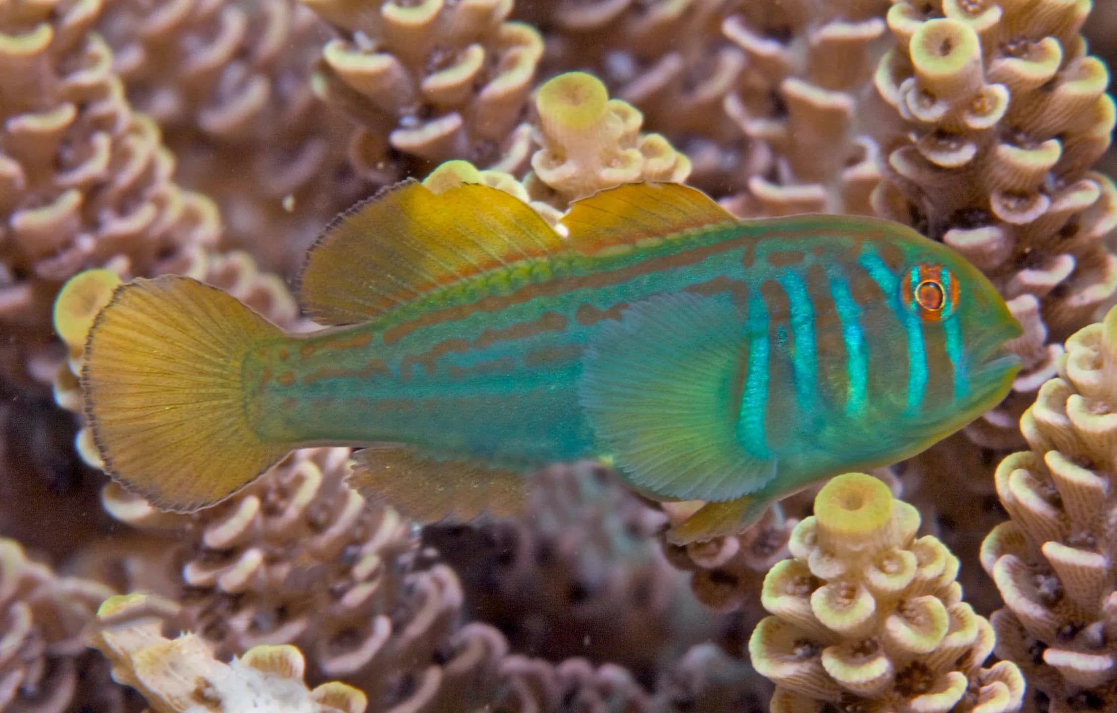 Gobiodon erythrospilus