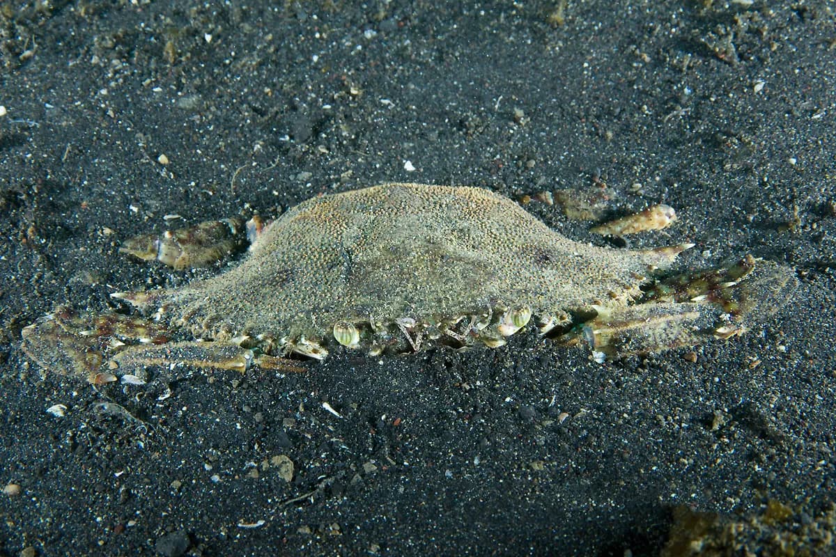 Portunus pelagicus
