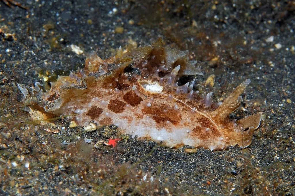 Dolabella auricularia