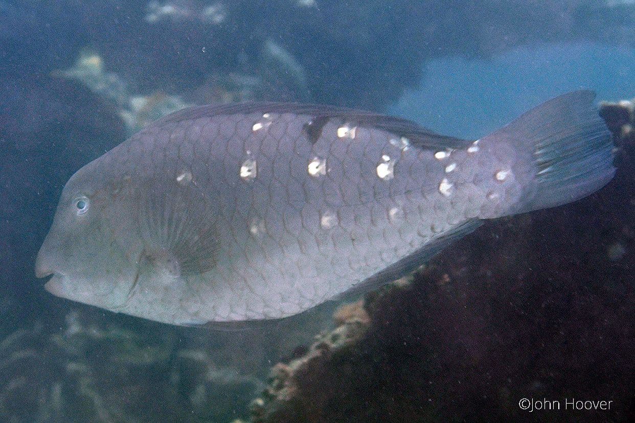 copyright Lembeh Resort