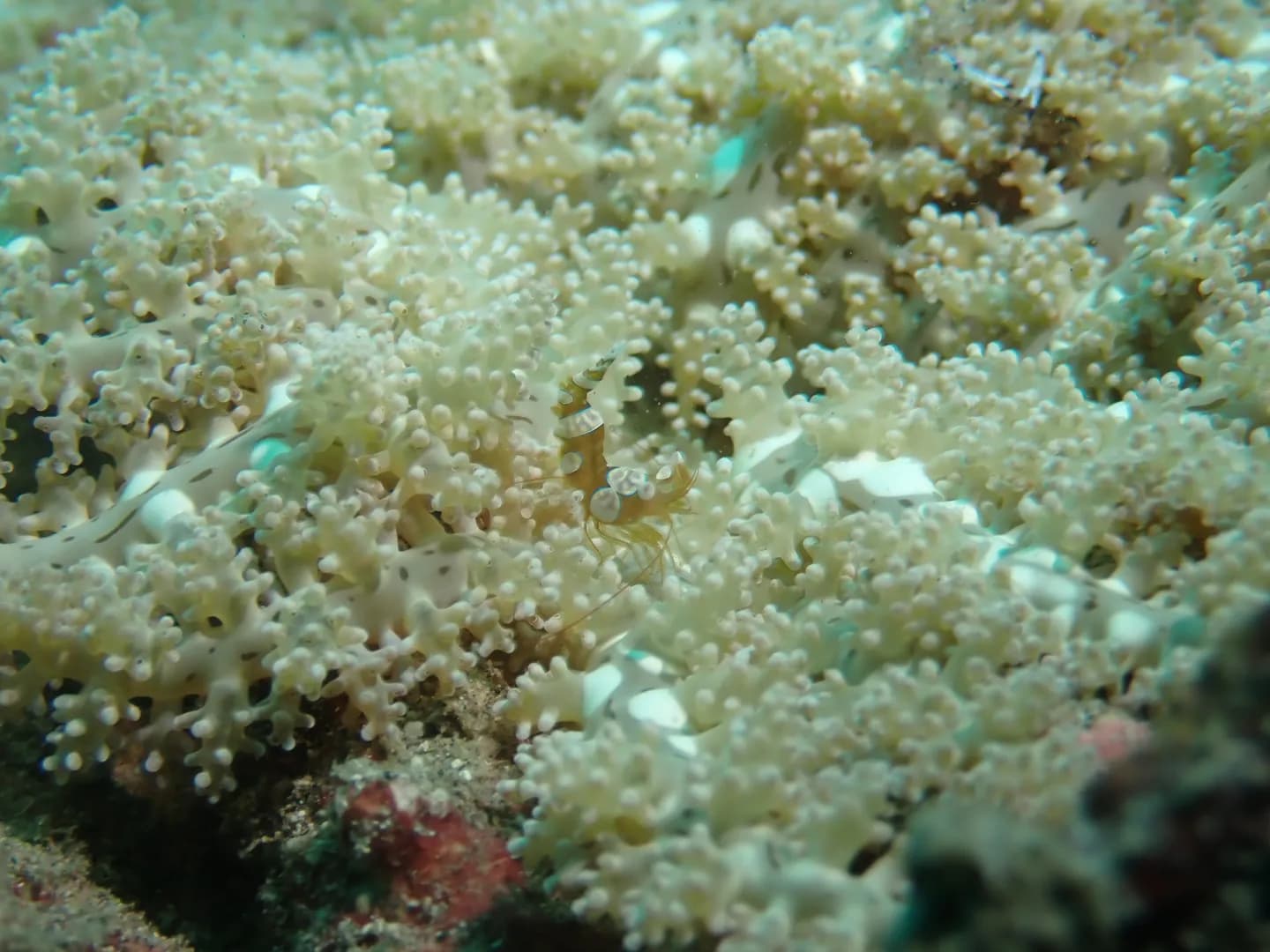 Actinodendron plumosum