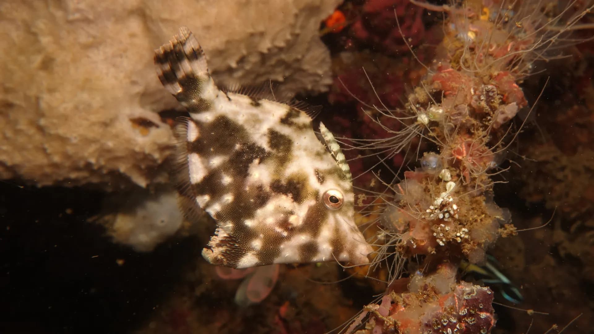 Acreichthys tomentosus