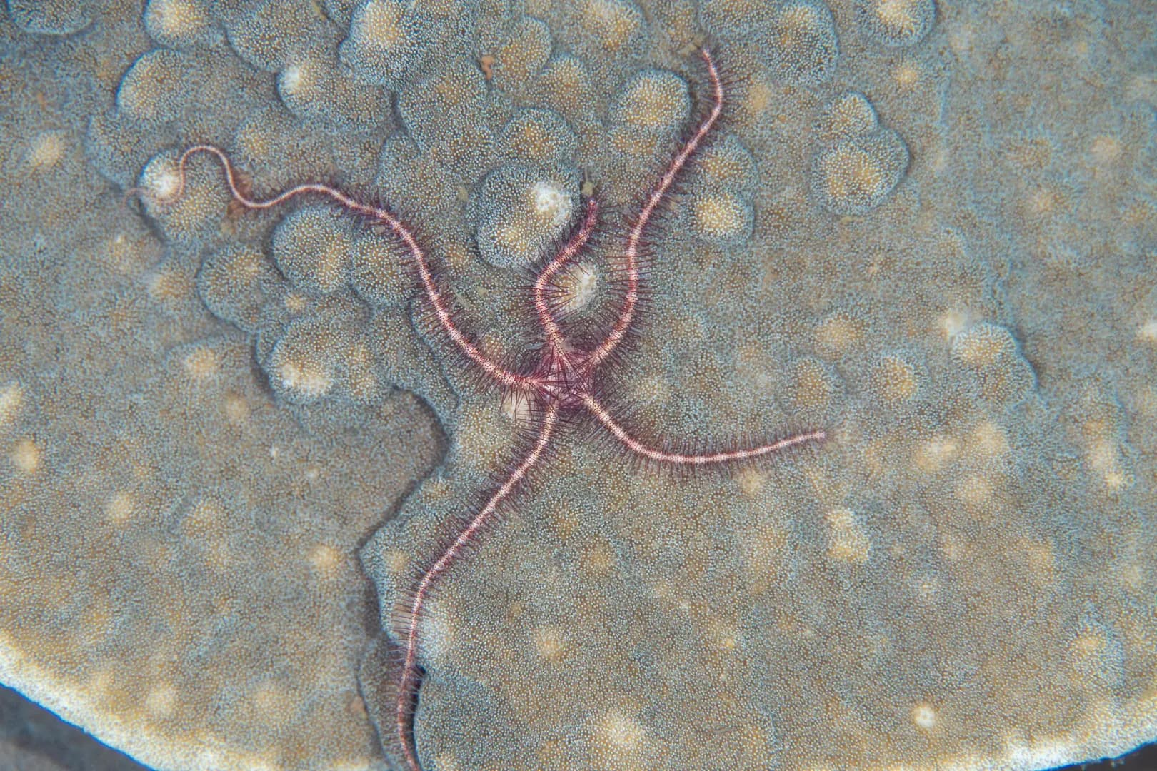 Ophiothrix sp.