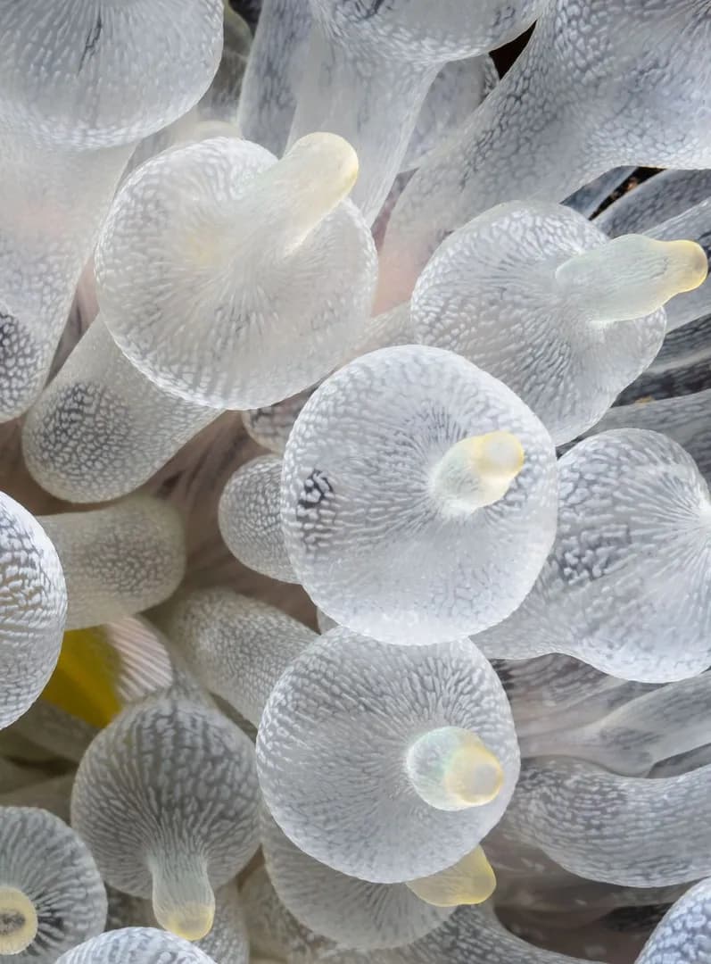 Entacmaea quadricolor