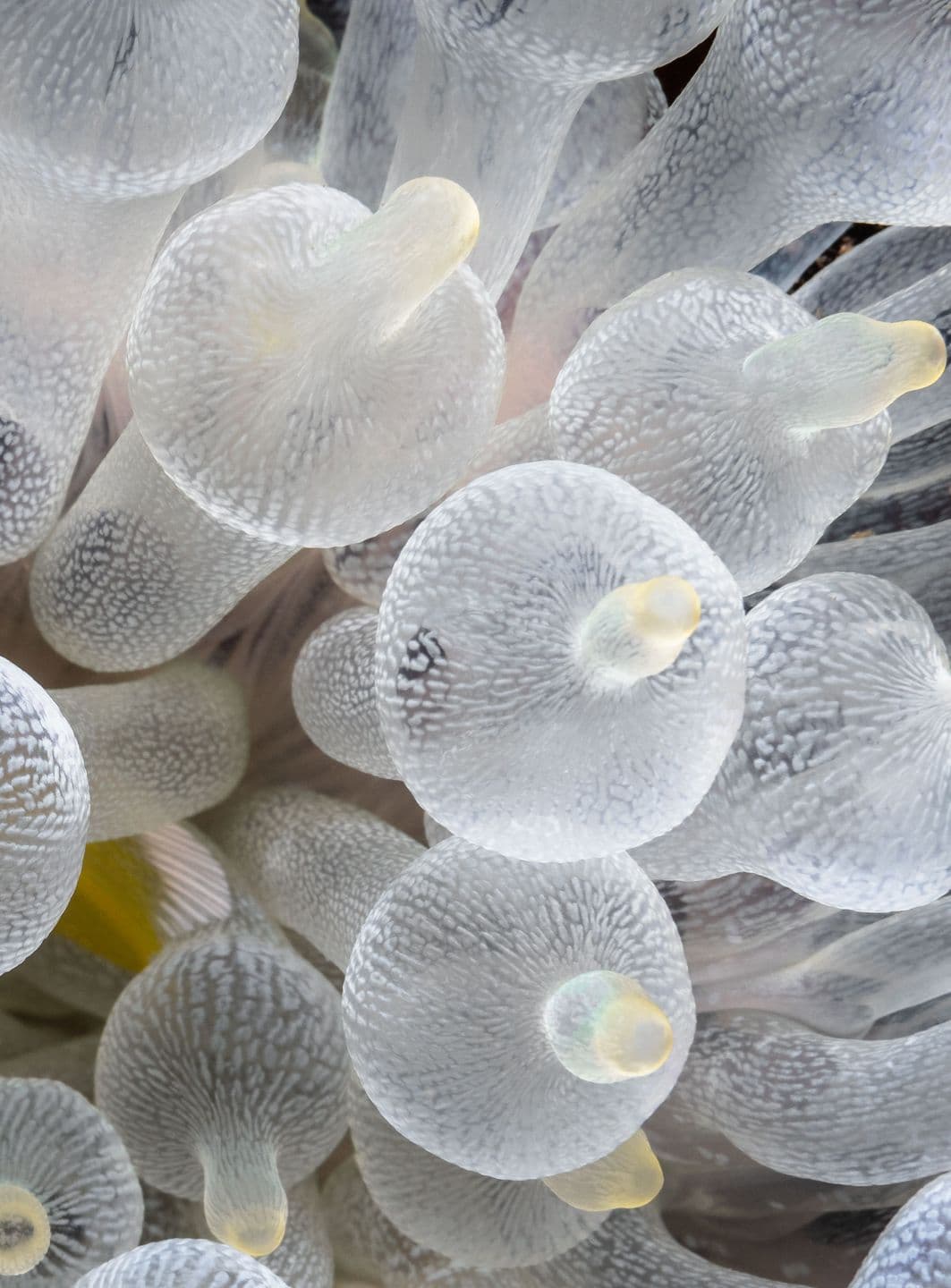 Entacmaea quadricolor