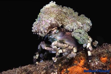 copyright Lembeh Resort