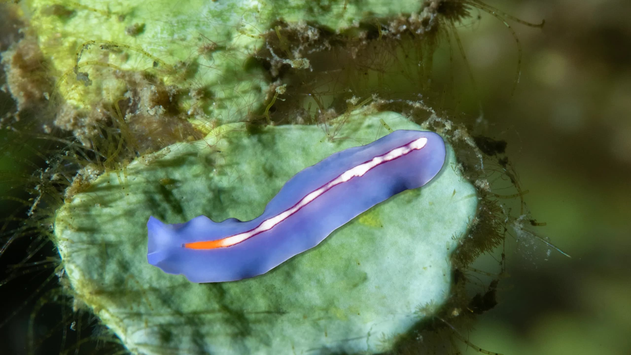 Pseudoceros byfurcus