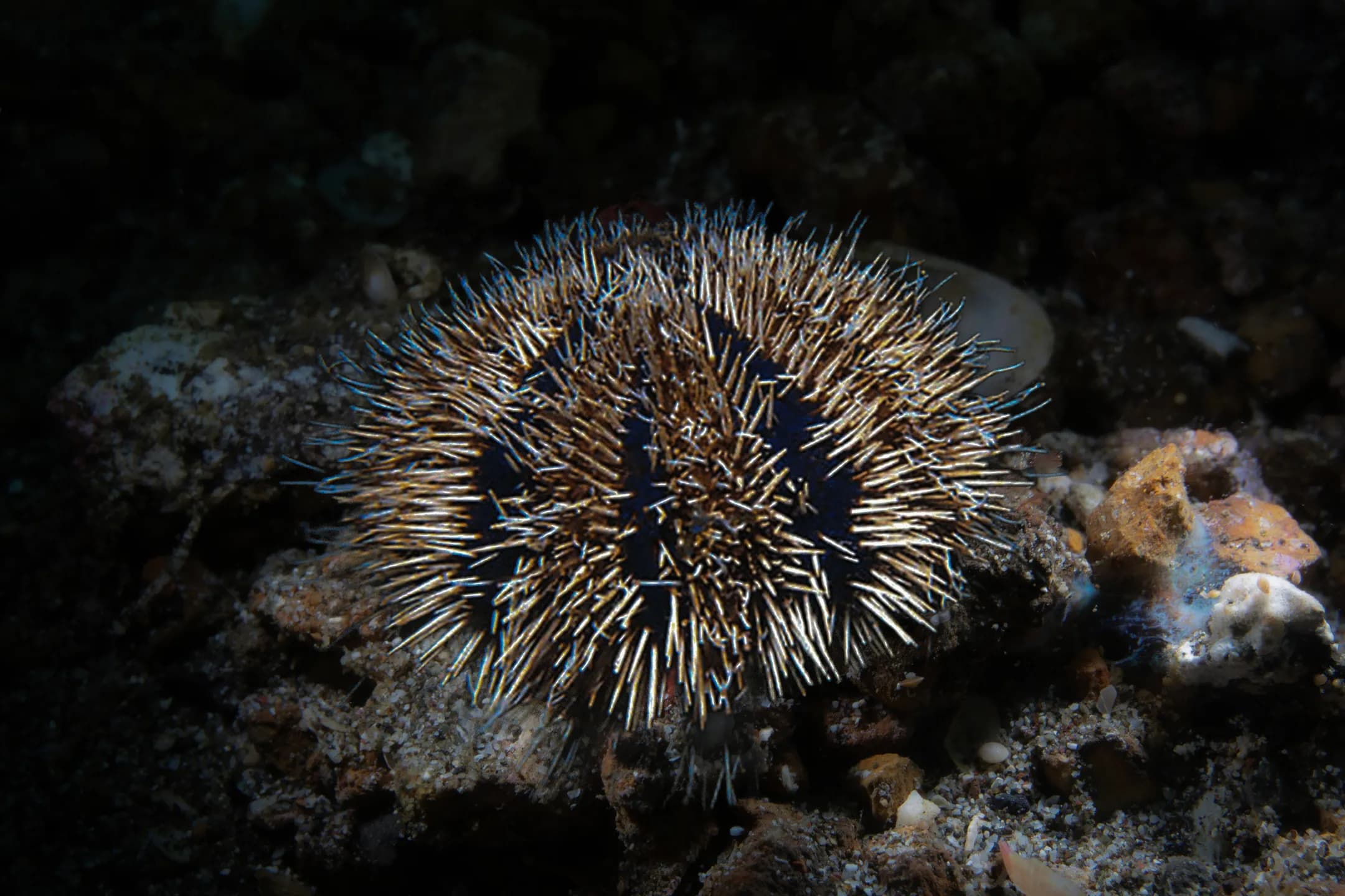 Tripneustes gratilla