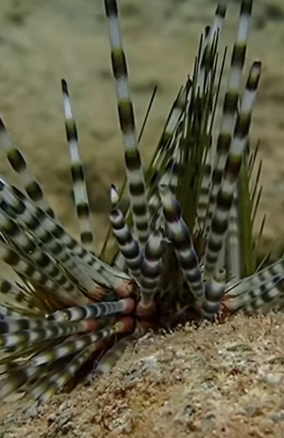 Echinothris calamaris